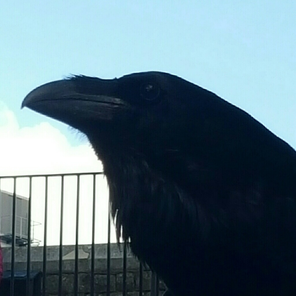 Meet your Posher, Mae